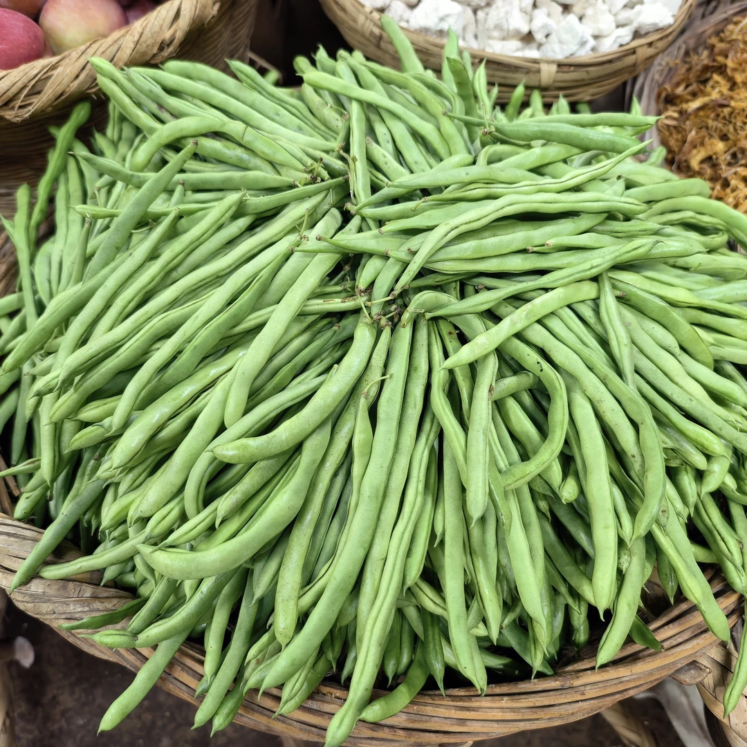 云南高山农户自种小茎豆