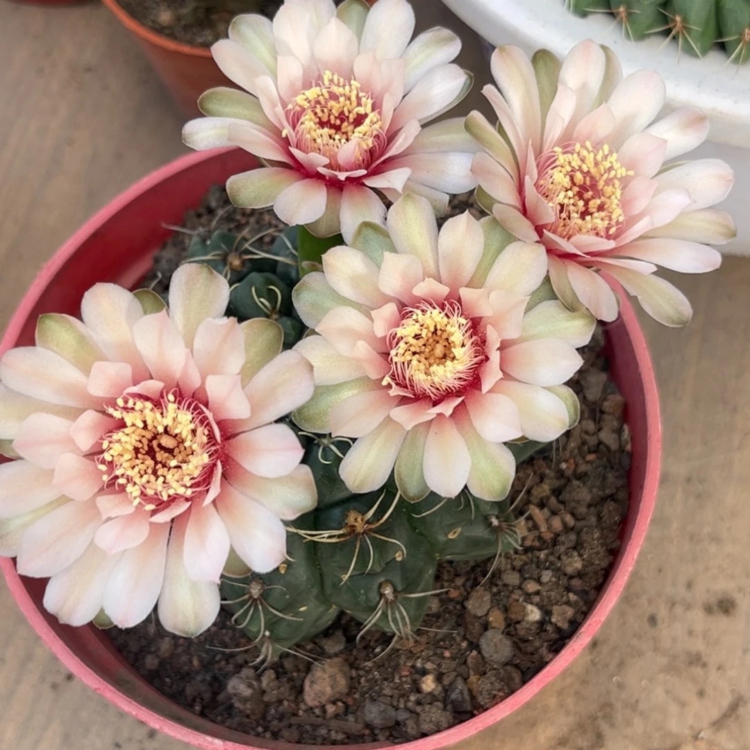 梦***月实生绯花玉仙人球1