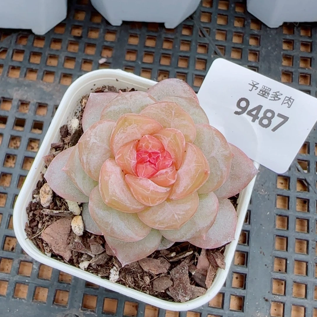 新品，9487多肉植物
