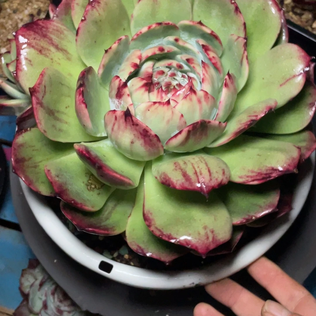 清***妈惊鸿仙子一物一拍