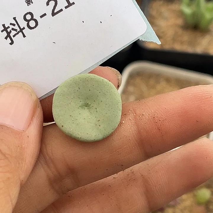 应***雪8-21肉锥多肉植物