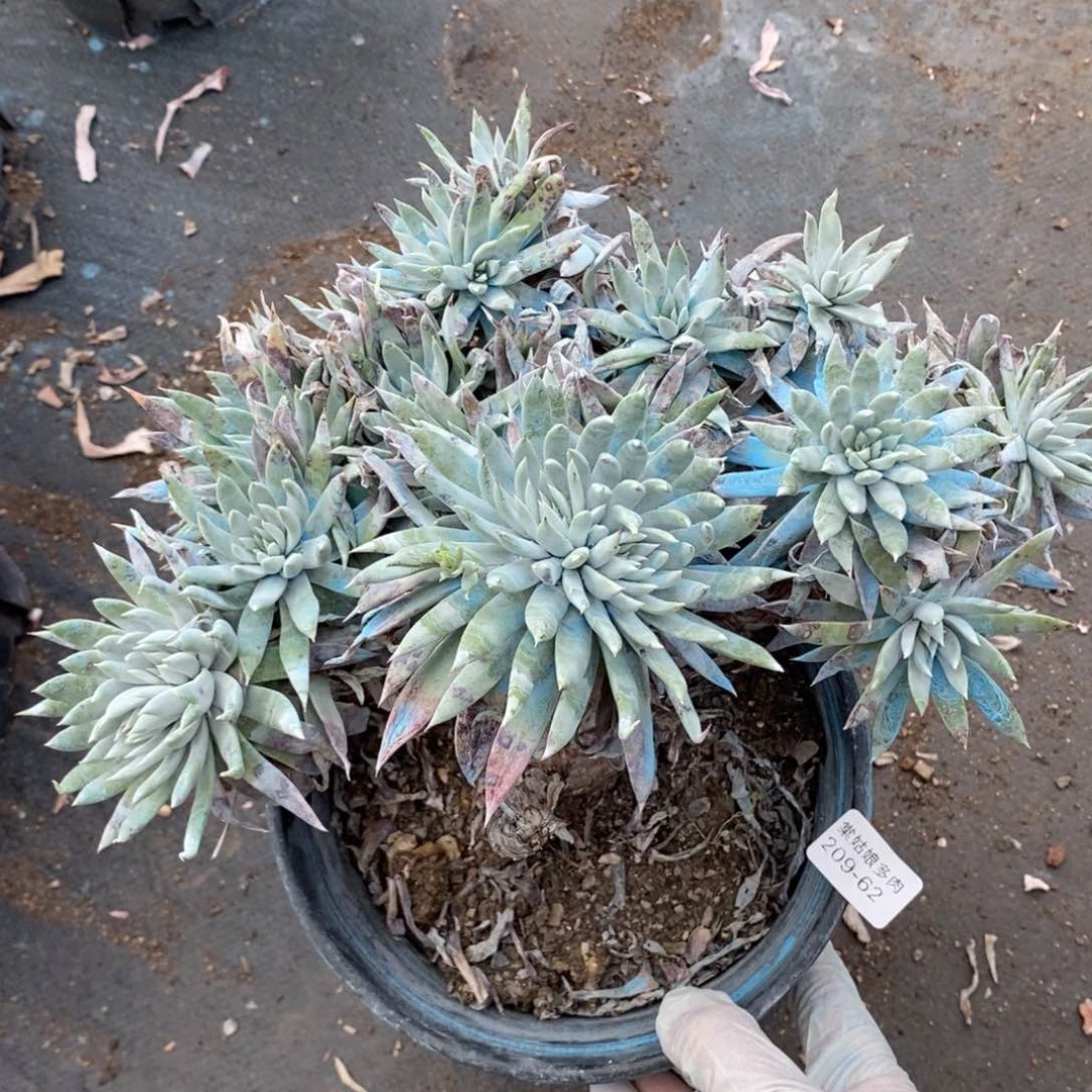 62号奴婢吉娜瑕疵瑕疵