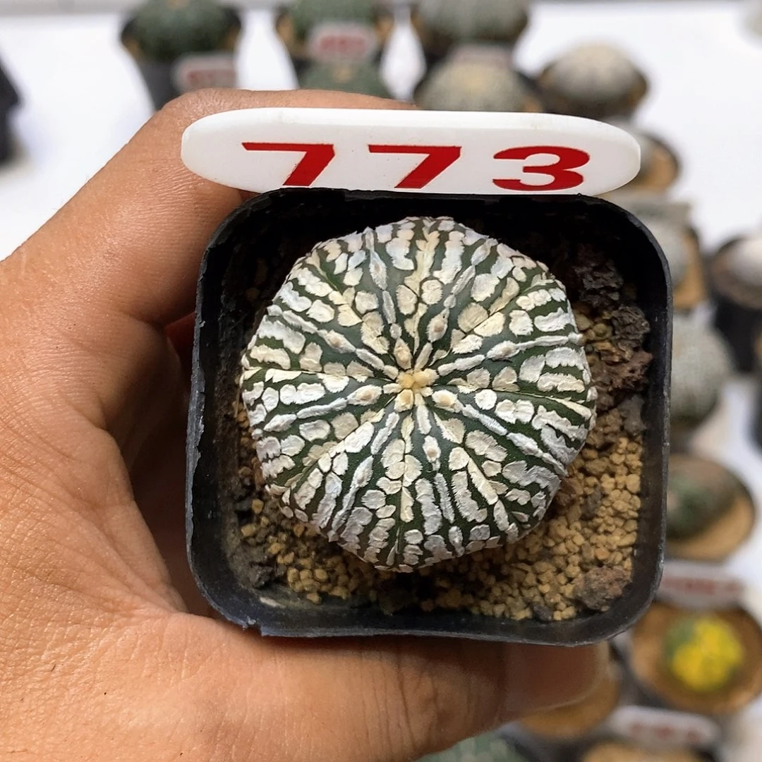 773福利特特价出哦心
