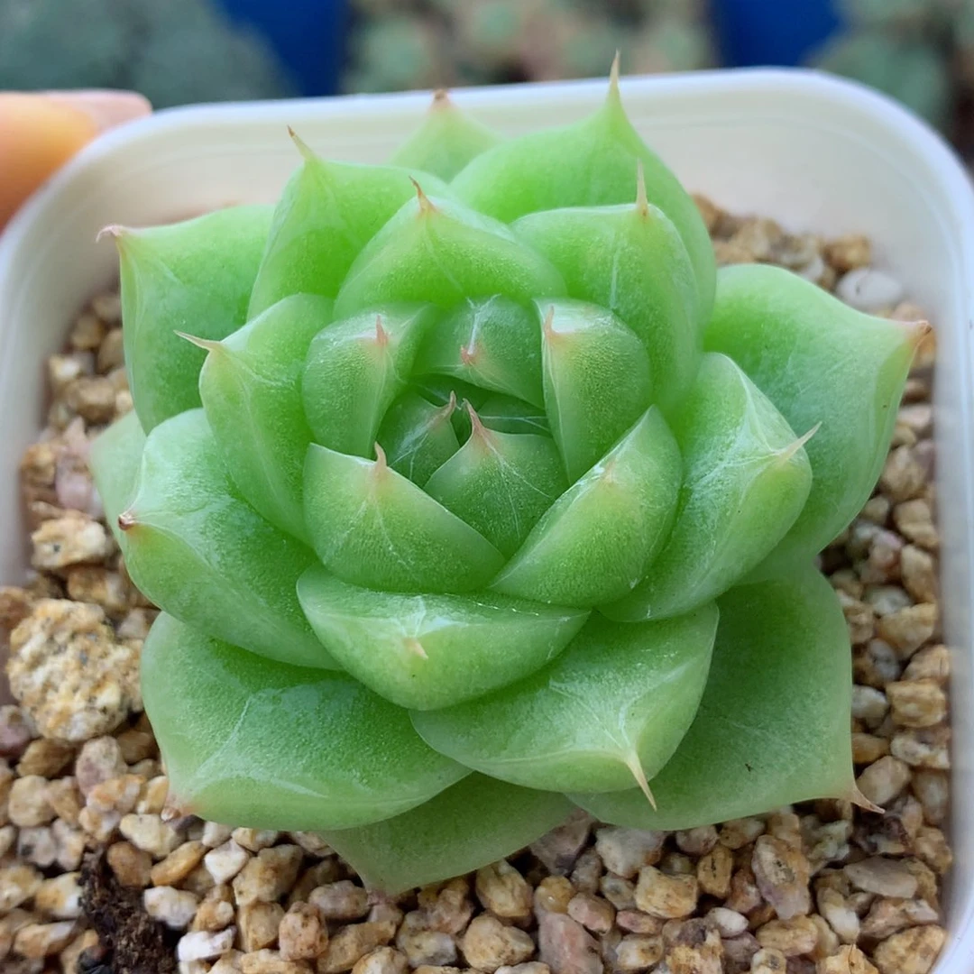 58包邮  群生不包整糖心77