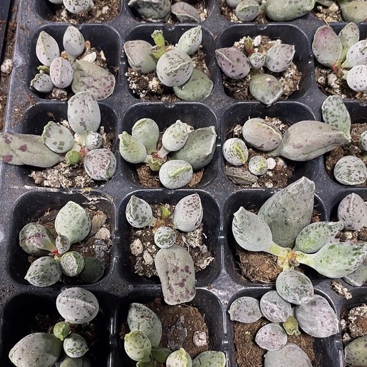 2颗一组小海豹2颗