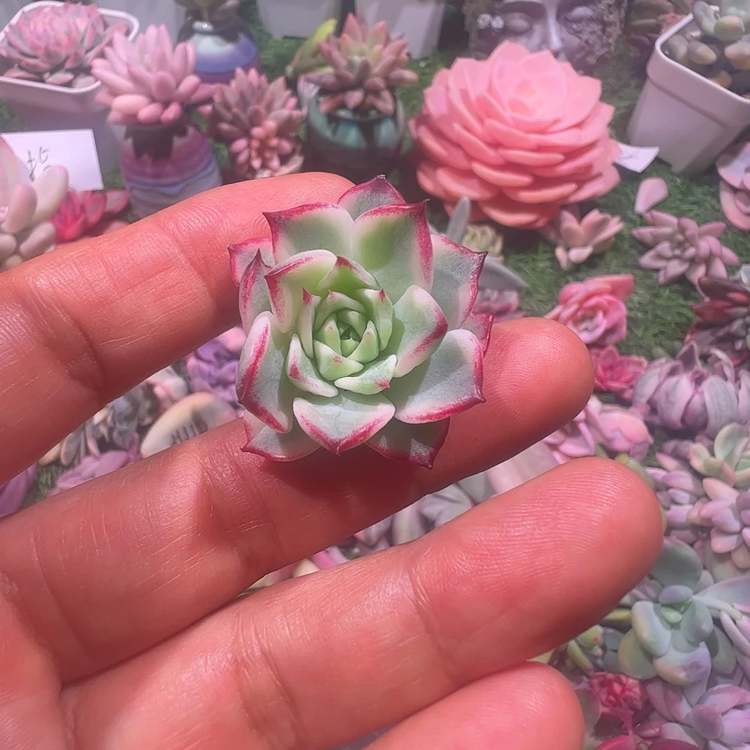 肉***嘟多肉植物多肉植物