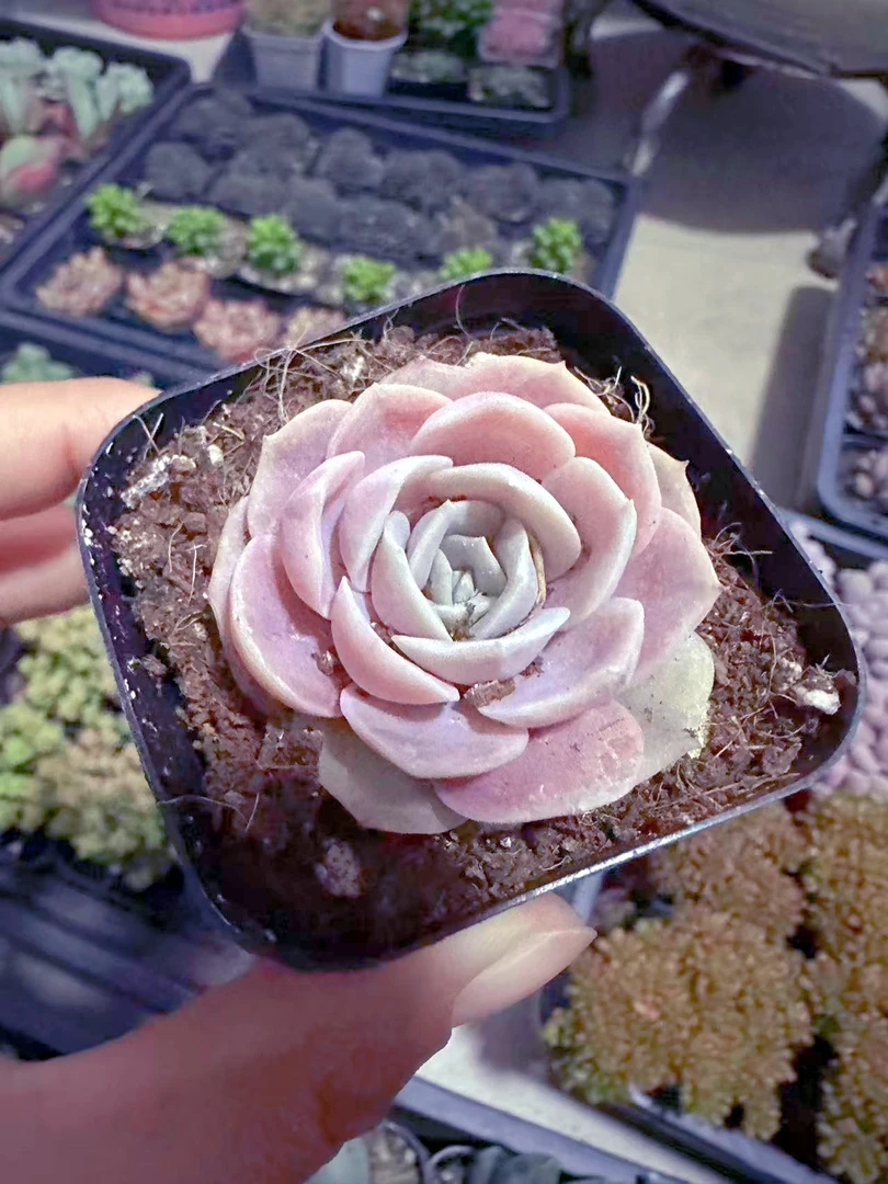 精控蓝色惊喜多肉植物(满9.9元包邮发货)