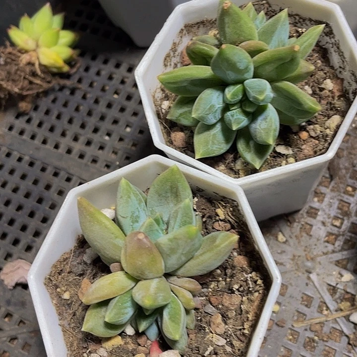 双头八角盆幻影美人带哦土