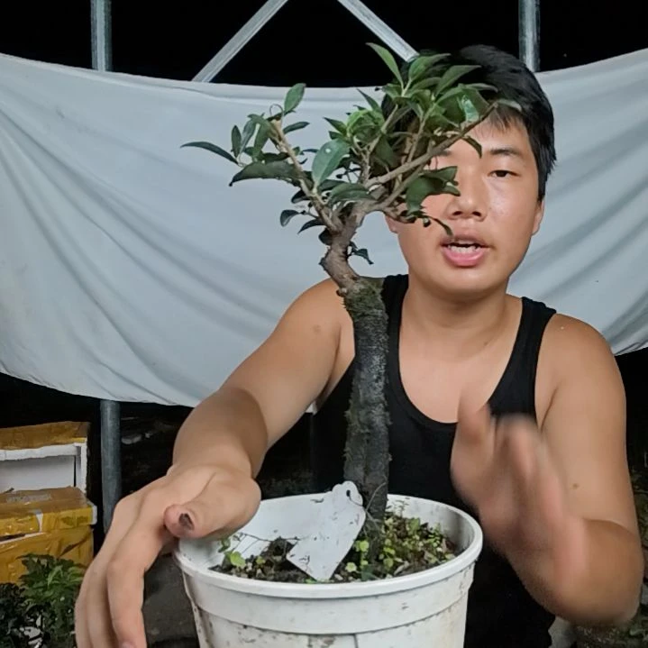 玉***1无花朵金弹子树木园艺