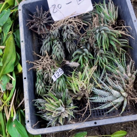 125硬叶十二卷一筐