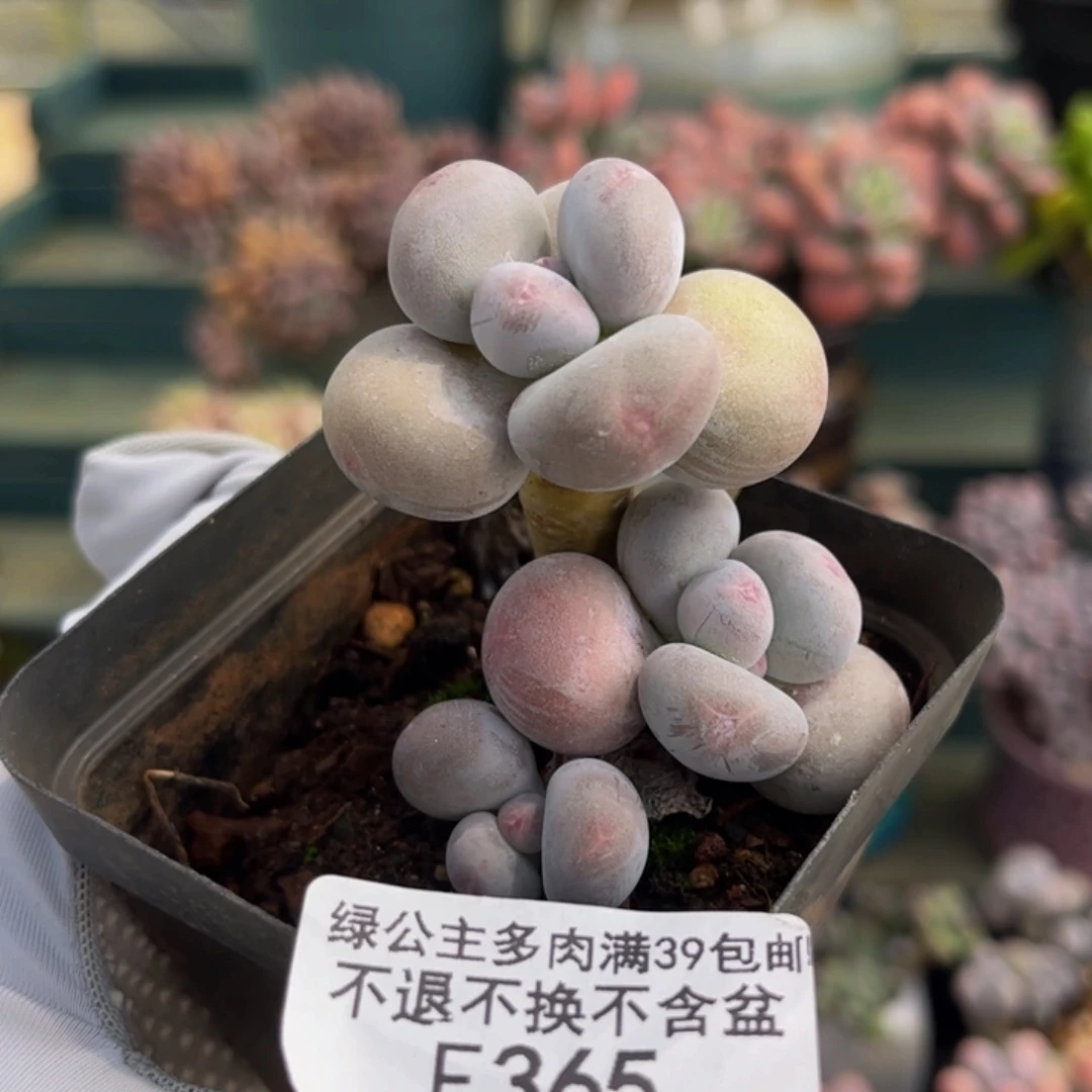 365-芭比奶多肉4cm