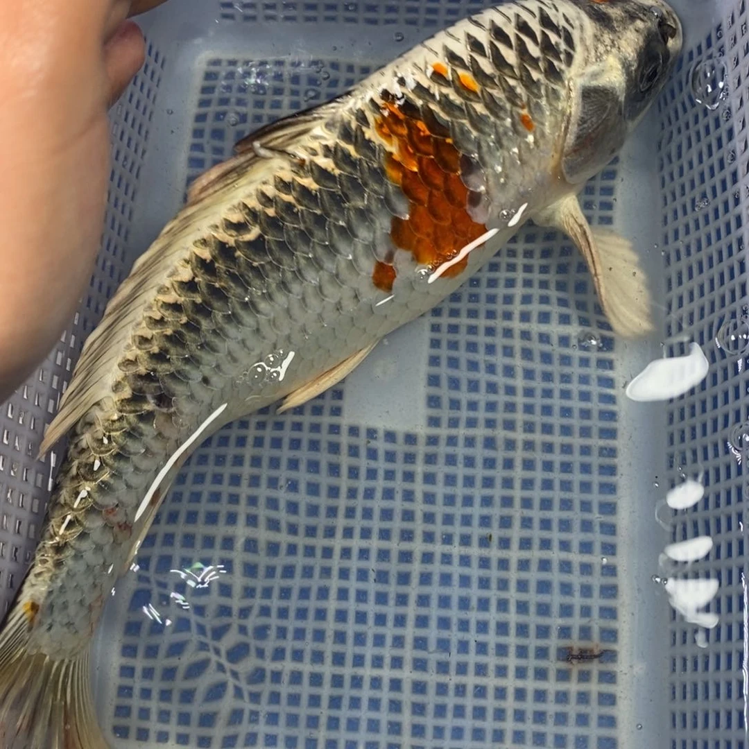锦鲤冷水锦鲤包邮