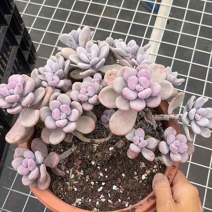 晨语多肉，一物一拍桃蛋
