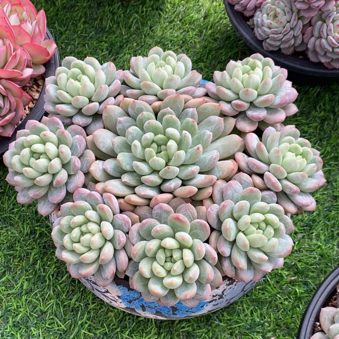 百达翡翠 一物一拍