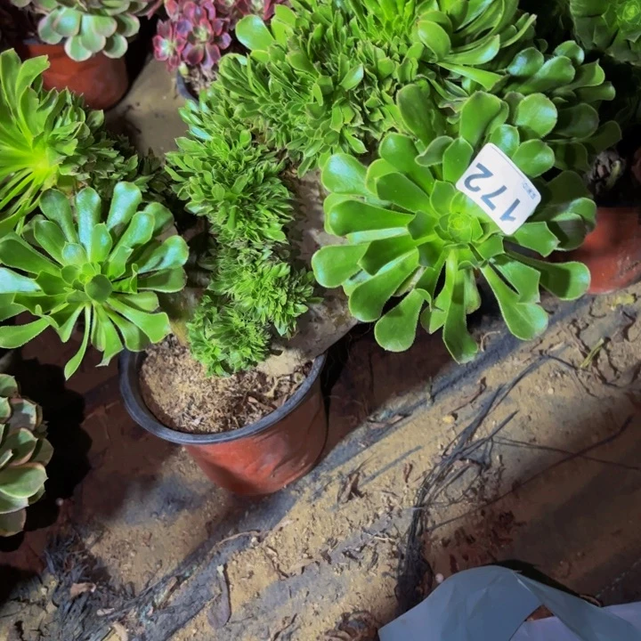 172夕颜多肉植物不售后中班返祖