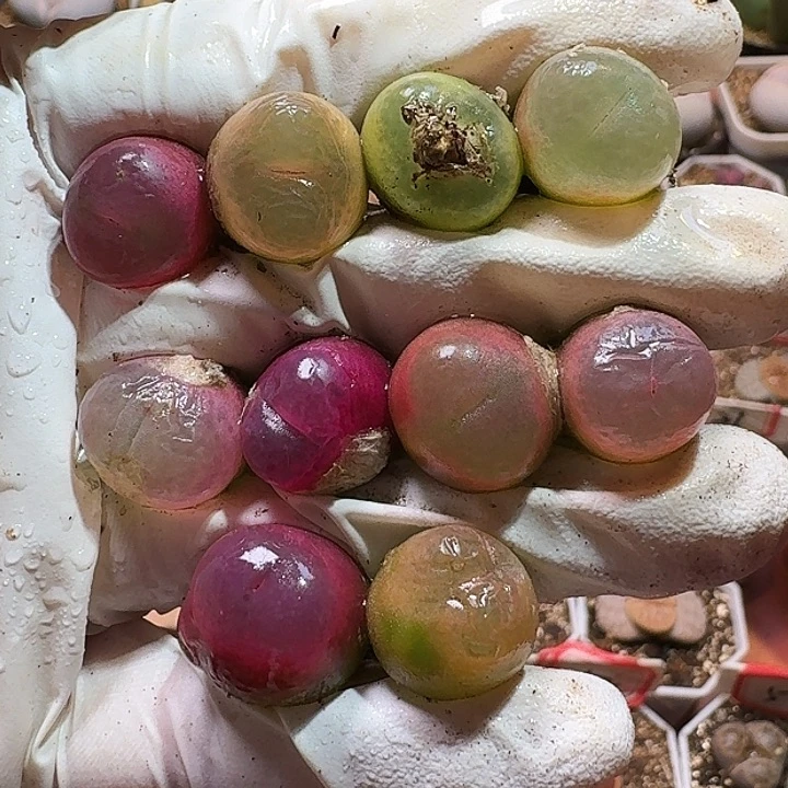 生石花1111111。  236