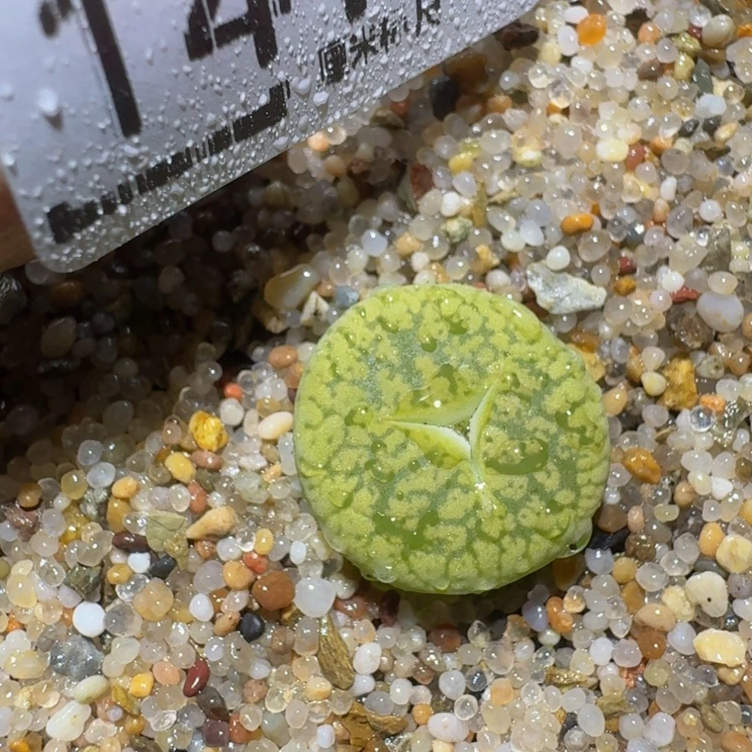 zzzzz精品生石花1416
