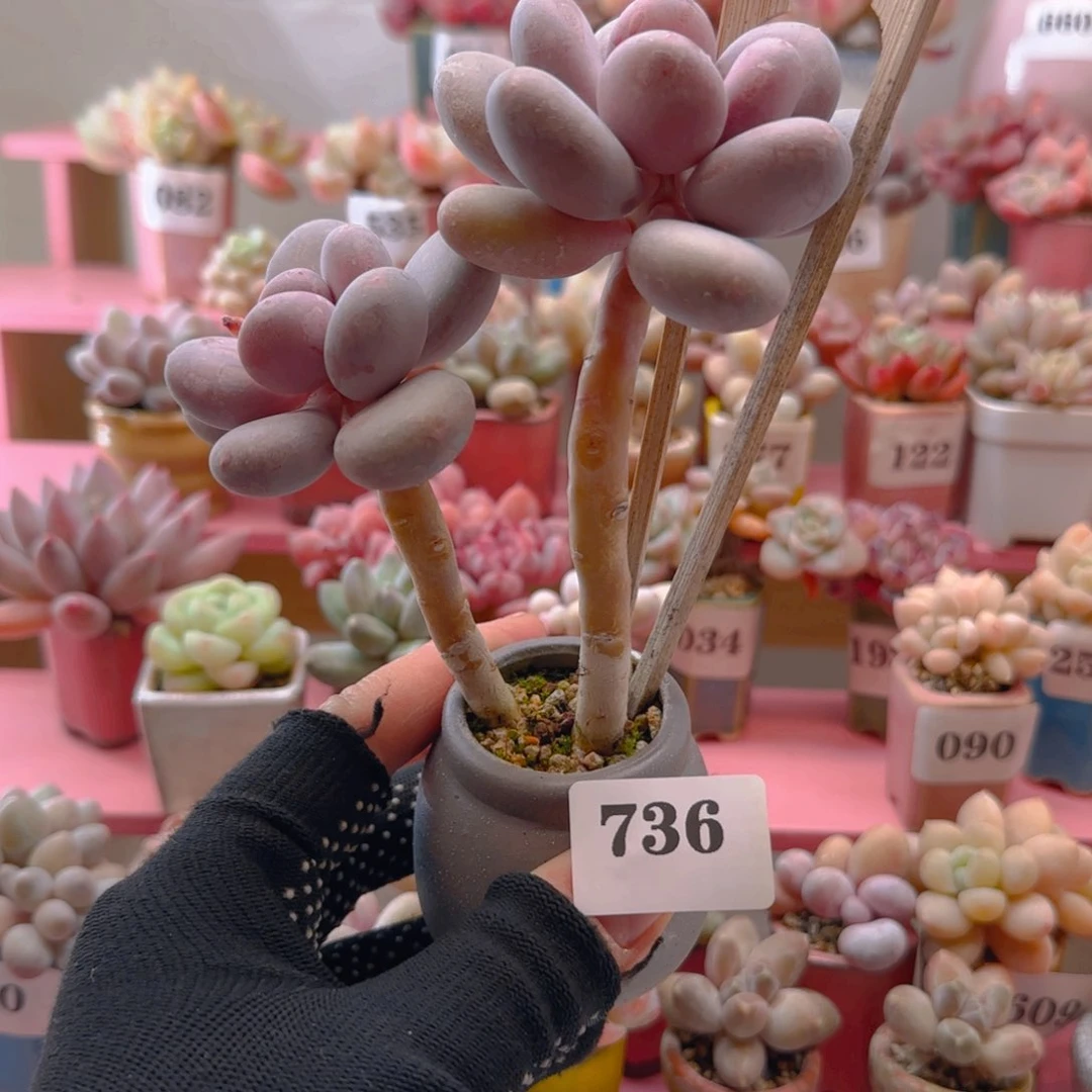 蛋黄奶736 （38元包邮），带盆土发，月鸣多肉。