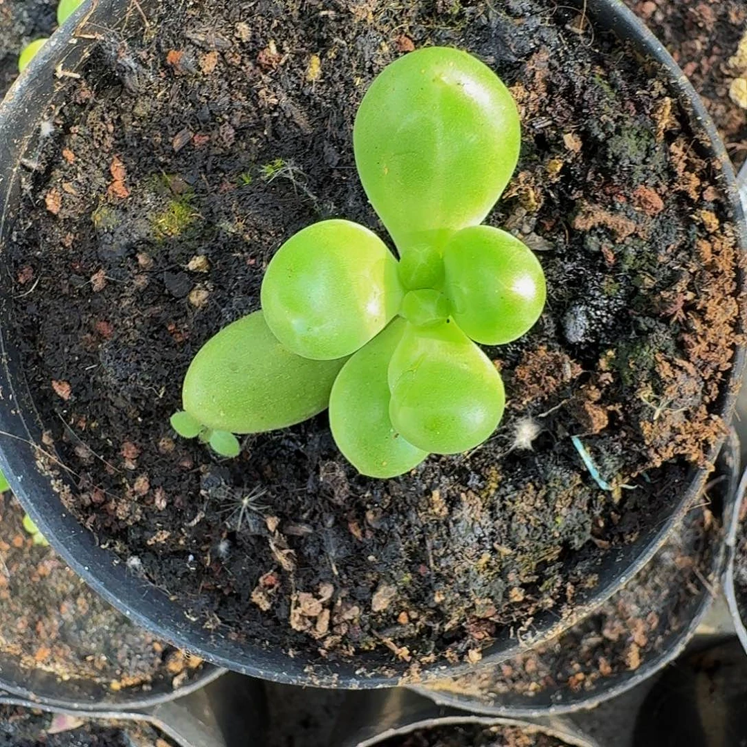 摩尔根 叶插 一物一拍