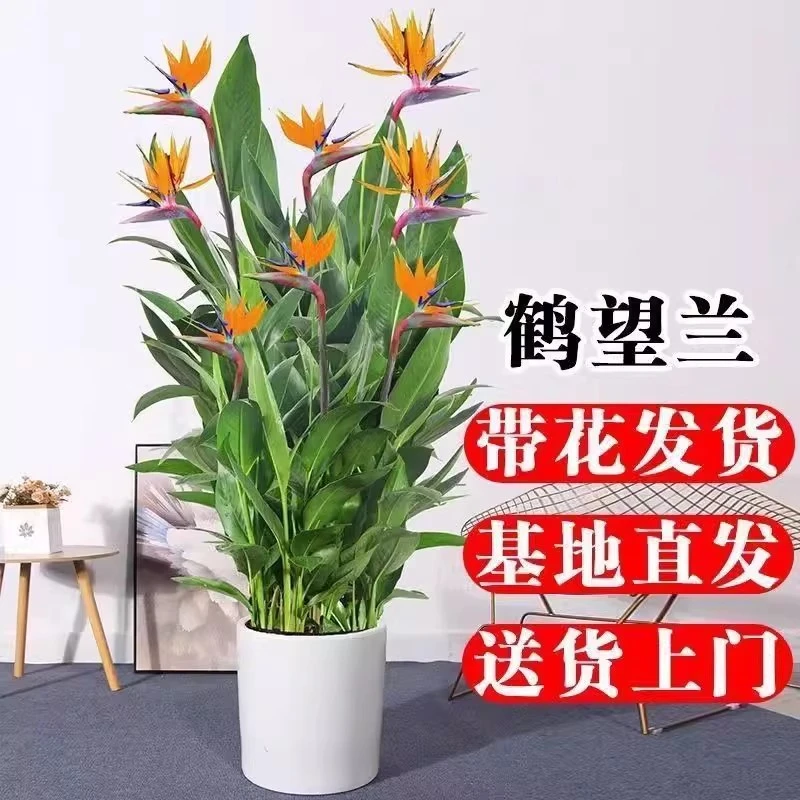 【送货上门】1.5-1.7米富贵鸟常年开花绿植室内客厅吸甲醛四季开花