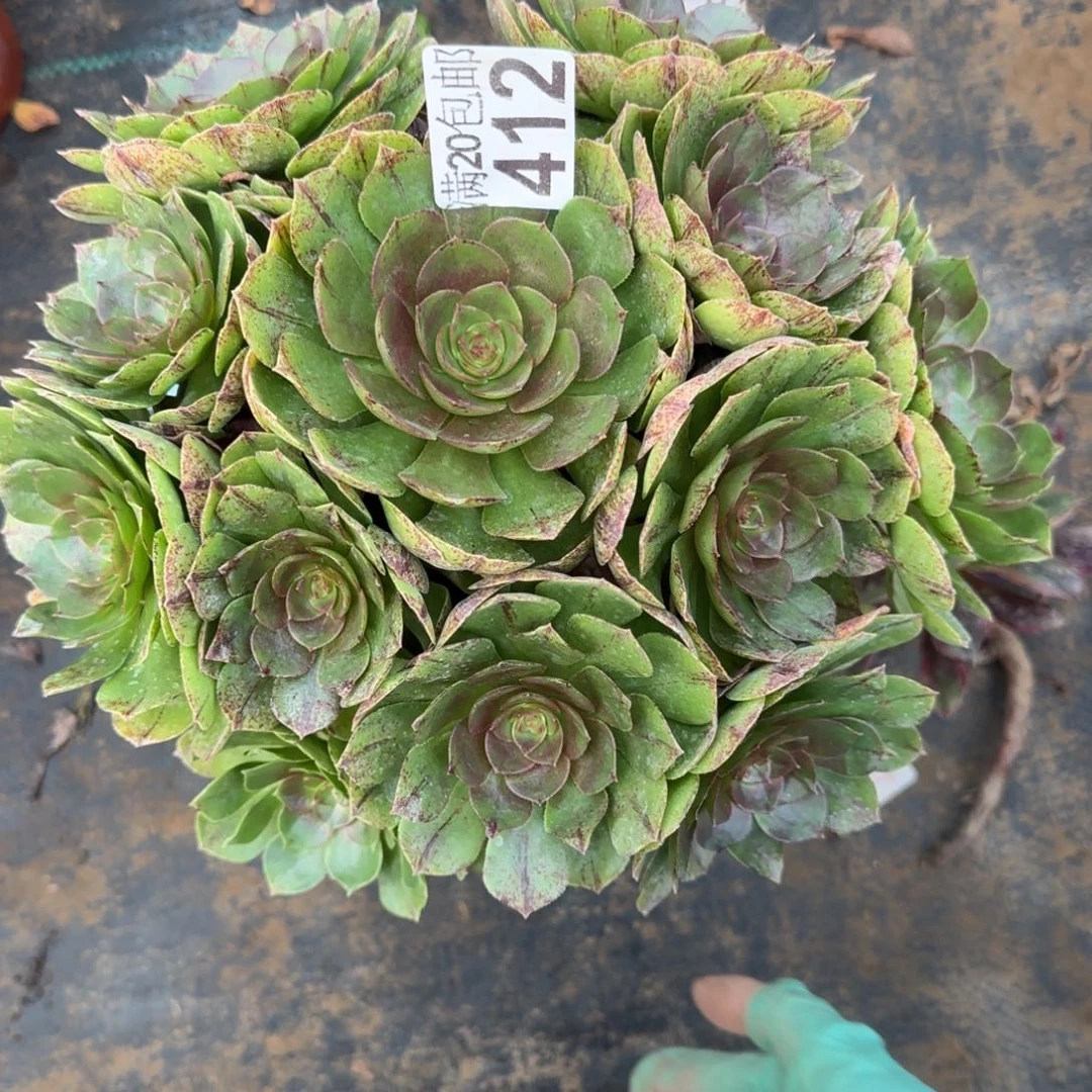 万拉丝412满20包邮断枝不包