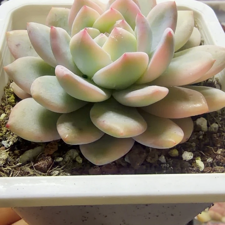 梦露锦2满12.9包邮