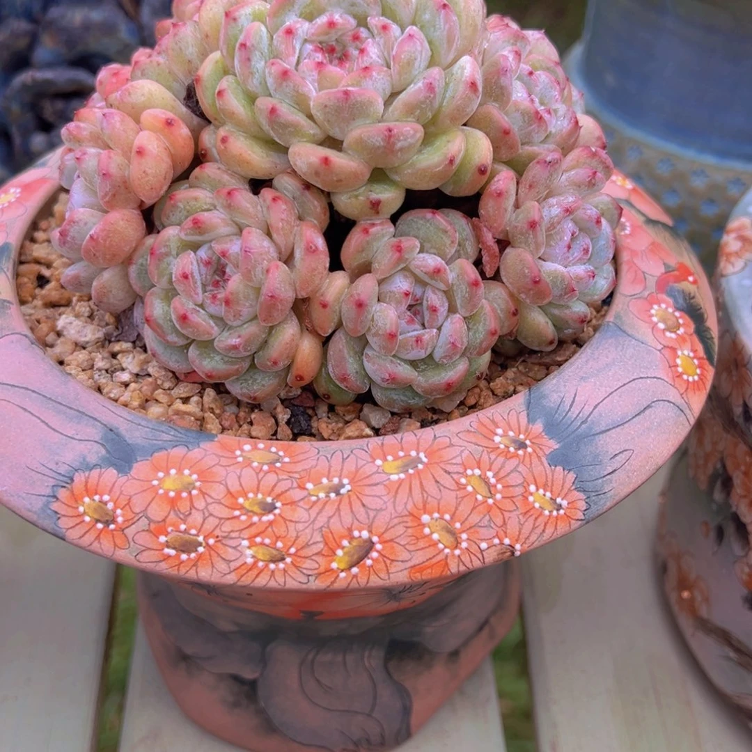 兰***兰一物一拍多肉植物