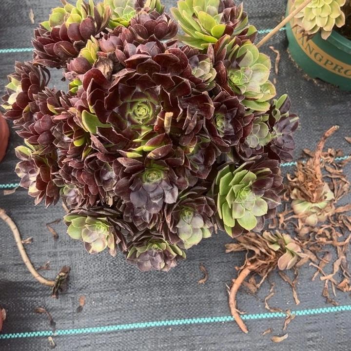划***~黑骑士多肉植物花花