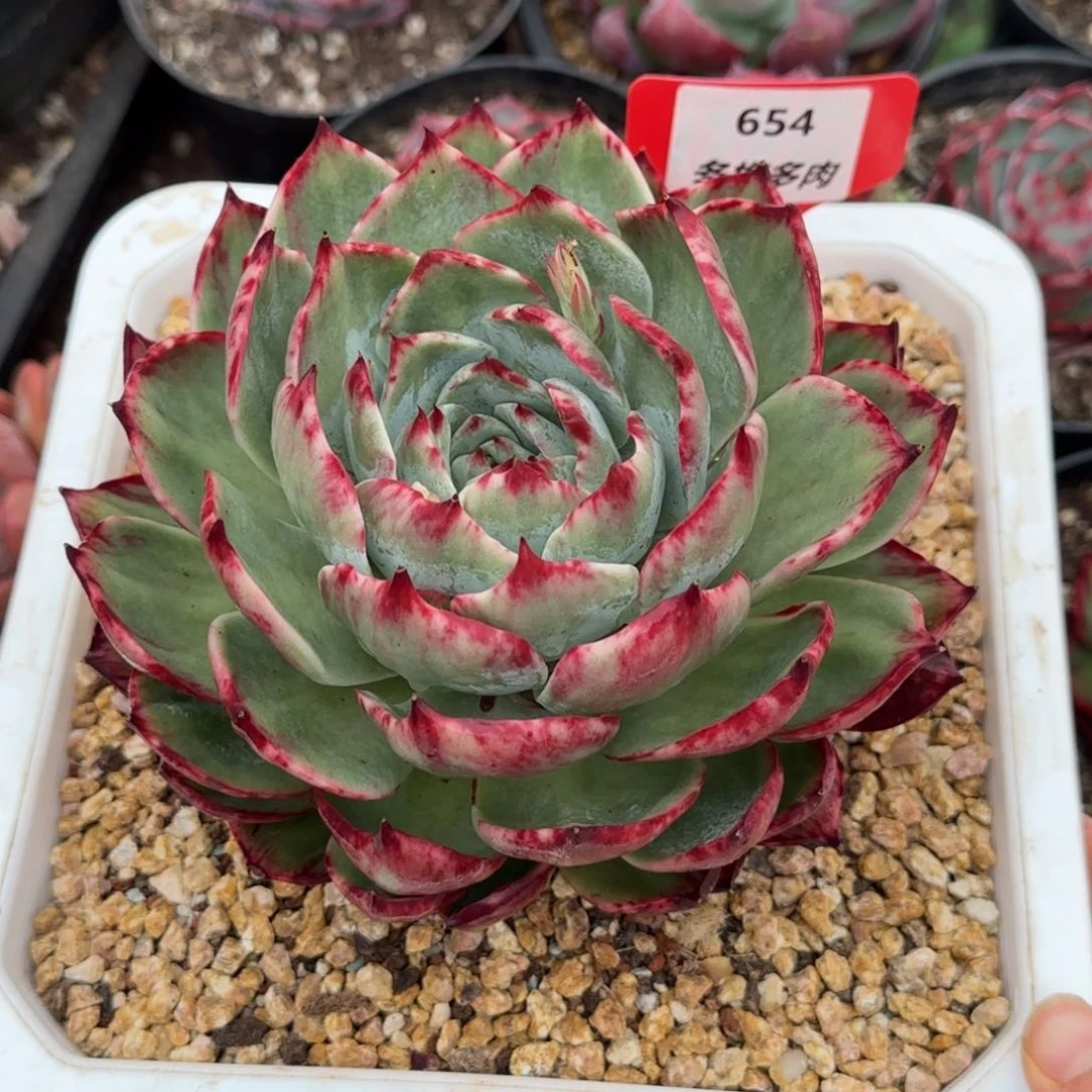 云南精品多肉654