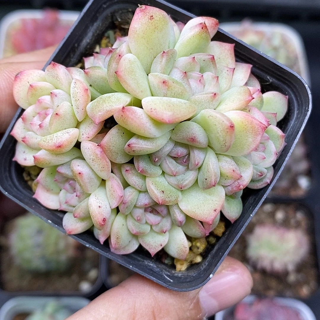 甜心7头整群多肉植物