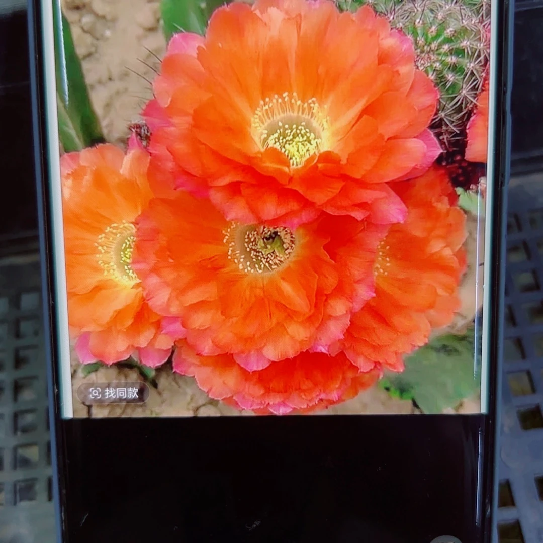 下10丽花鲜橙多歪无根侧芽3公分左右20包邮