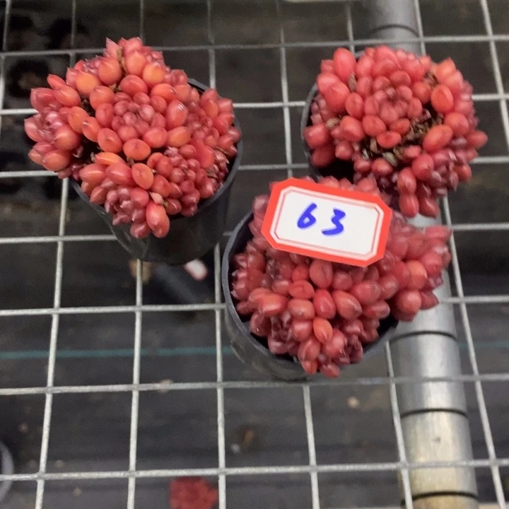 草***鹿红宝石多肉63