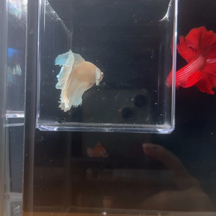 斗鱼浅色大耳编号208