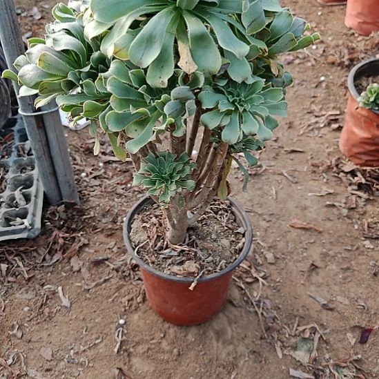 原始绿加急发货了2