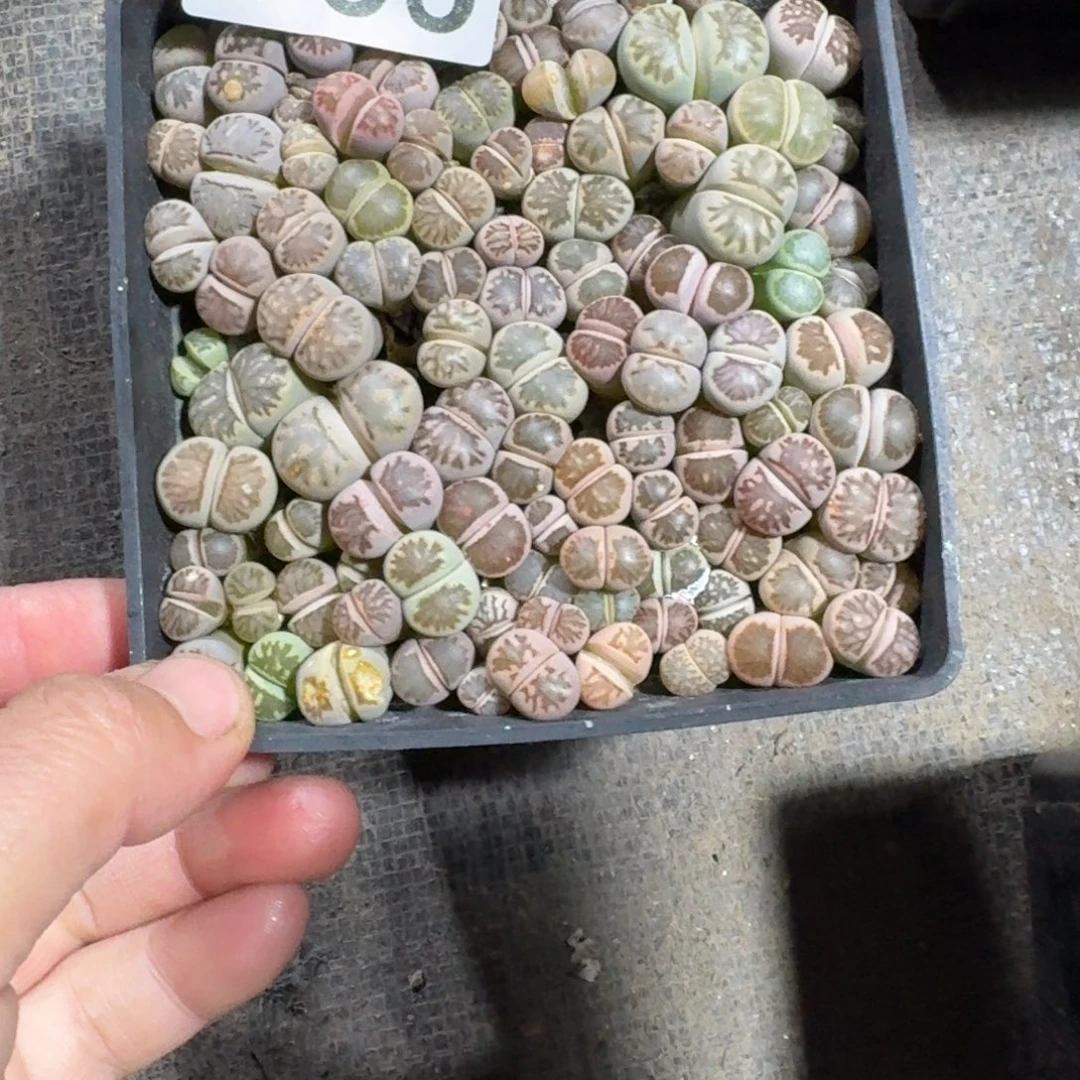 阿***离生石花十公分盆755