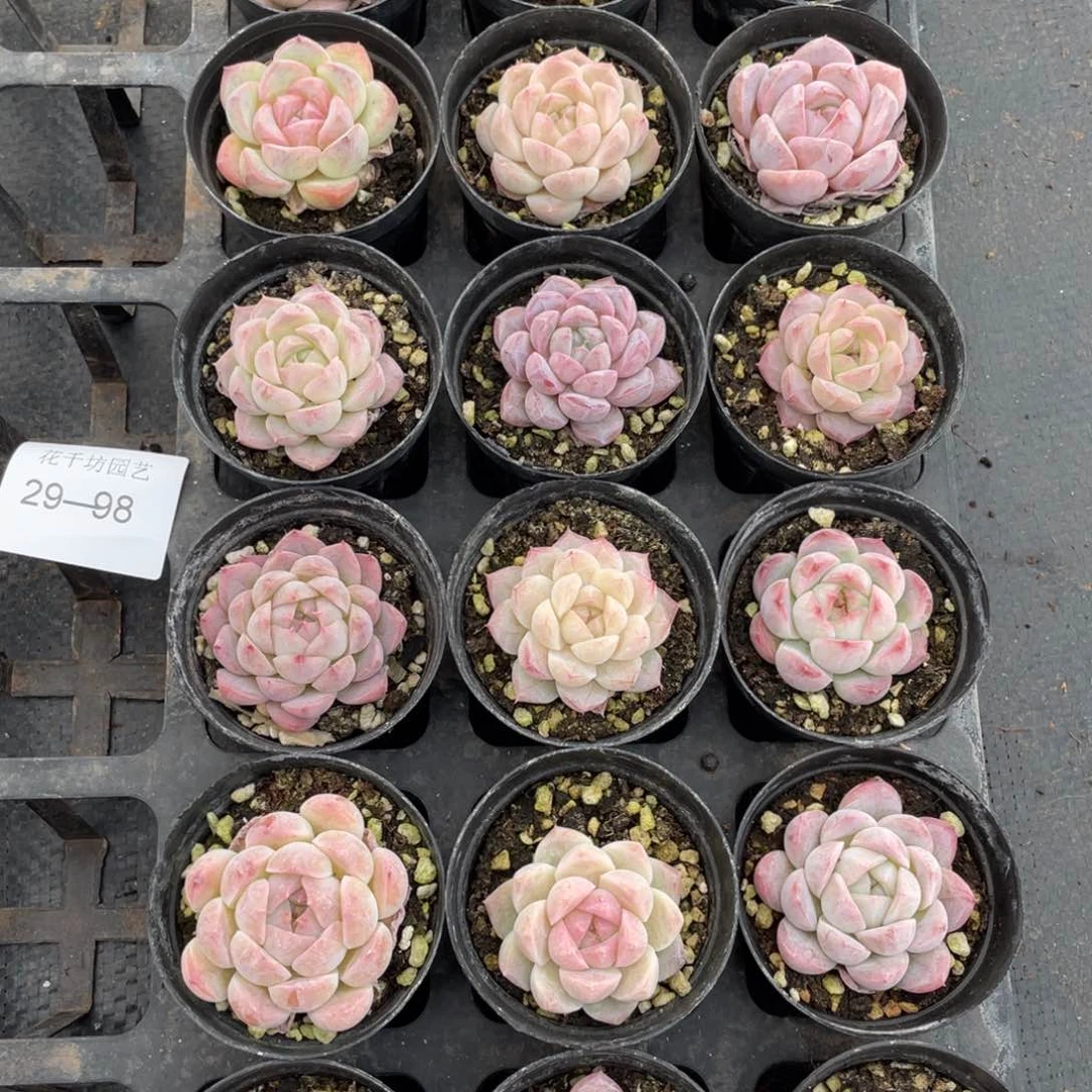 一物一拍18颗29-98