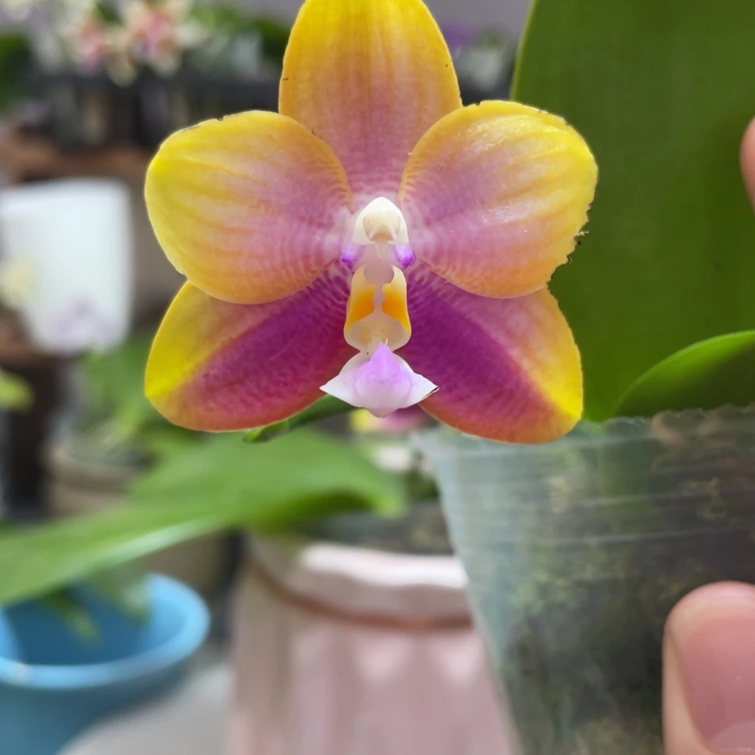 完全开放05叶瑕花期不保