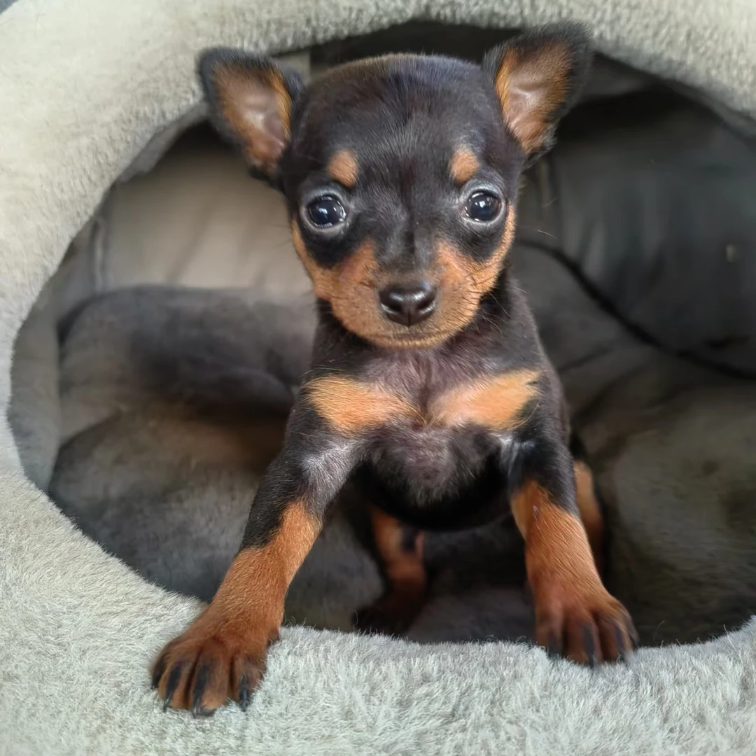 大飞哥小鹿犬活体宠物狗链接