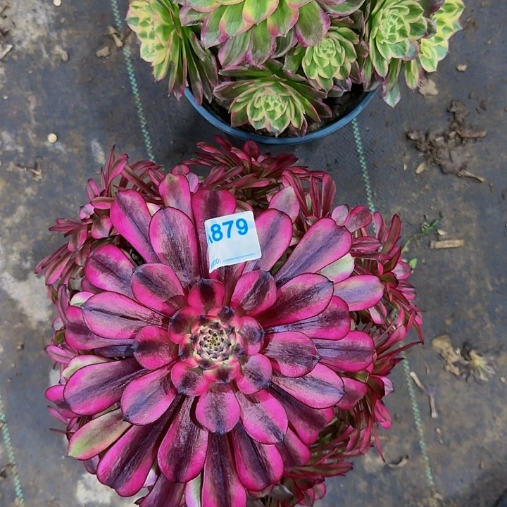 A****t877.879海王加美姬多肉