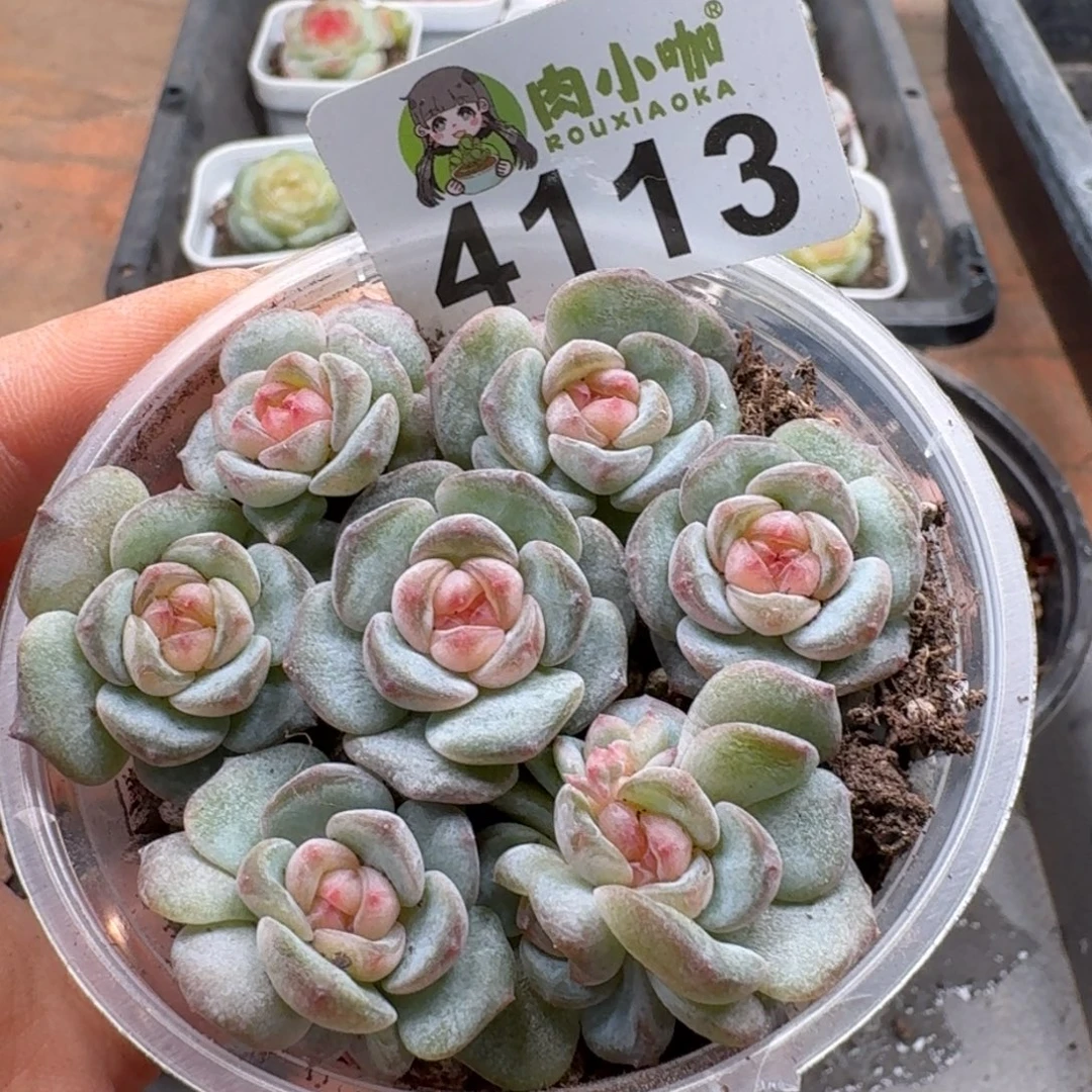 多肉植物多肉植物