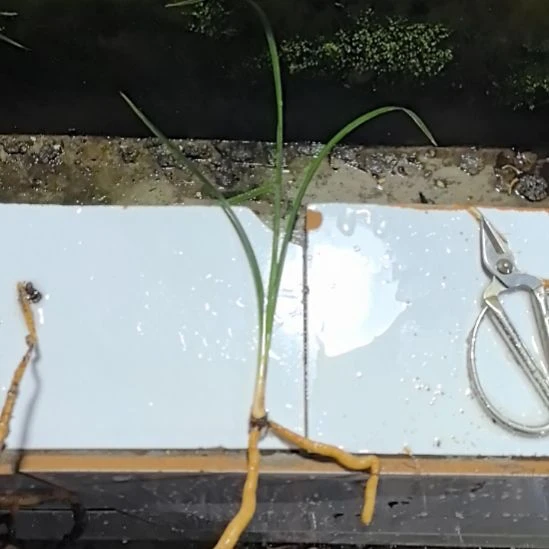 完全开放中华红素三代苗引种