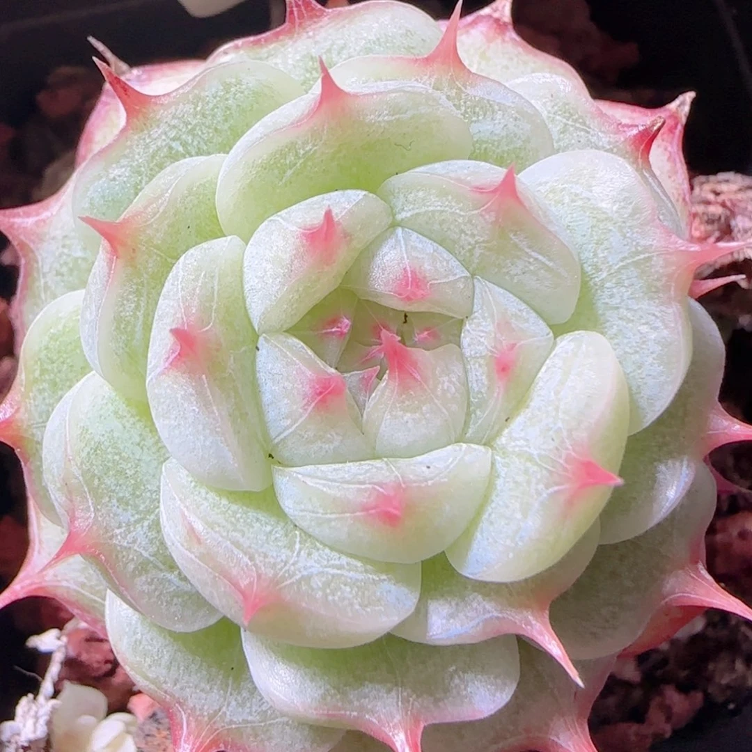 花语多肉1220-137