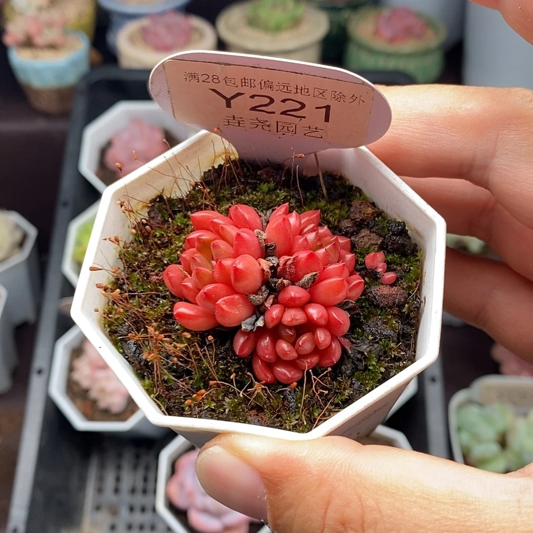 0221 红宝石 3.5cm