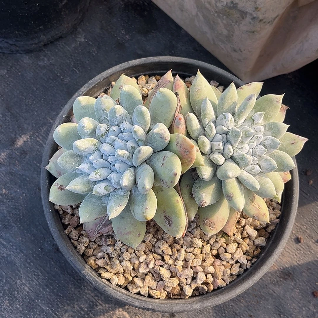 1689 小鹿多肉一物一拍