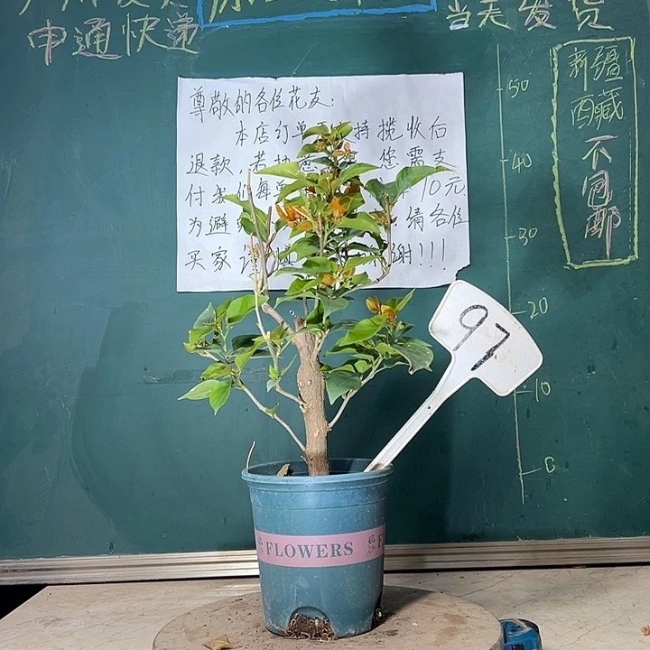 当前无花栽培后可以开花金色光辉 粗杆 97