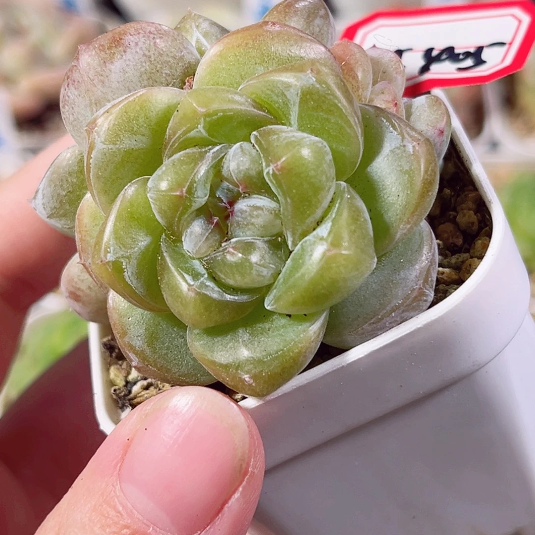 A405 一物一拍 莳花系列