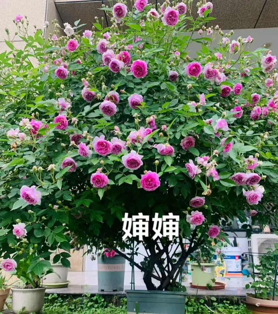 婶婶中苗四季灌木月季