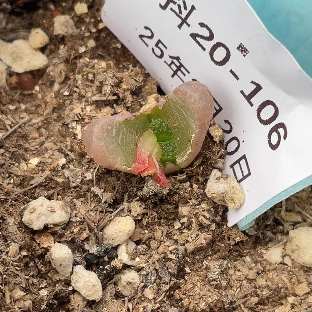 姬**君20-106肉锥多肉植物