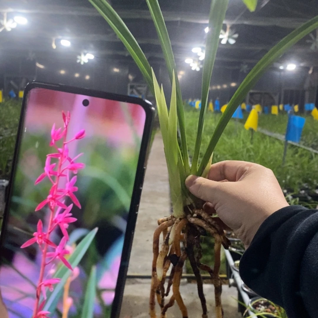 当前无花栽培后可以开花南国胭脂 16