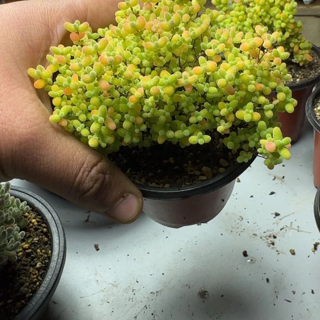 清*蜜橘 多肉植物枝干番杏